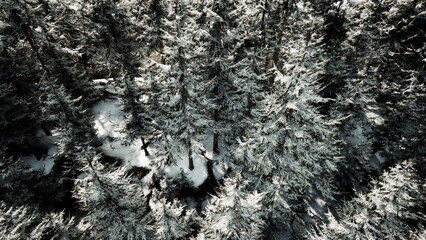 Snow blankets a dense forest as frosty trees rise majestically, creating a tranquil winter scene. The sunlight filters through branches, casting soft shadows and enhancing the beauty of nature.