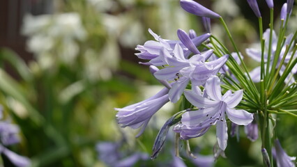 アガパンサスの花