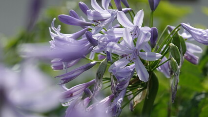 アガパンサスの花