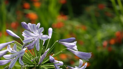 アガパンサスの花