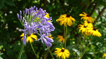 アガパンサスの花
