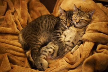 眠っている子猫２匹