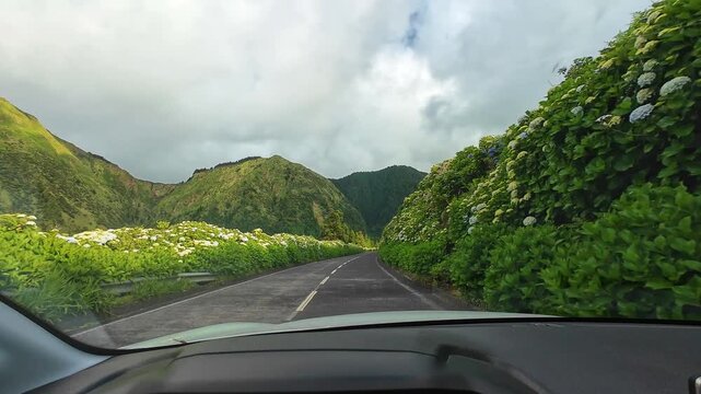 Driving Car on Scenic Road with Blooming Hydrangeas Flowers. Estrada Hortensia. Sao Miguel Island, Azores, Portugal