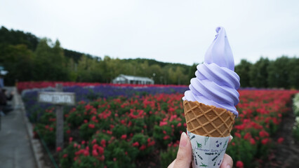 the fresh lavender ice cream in Hokkaido with beautiful flower field as a background. furano specialty