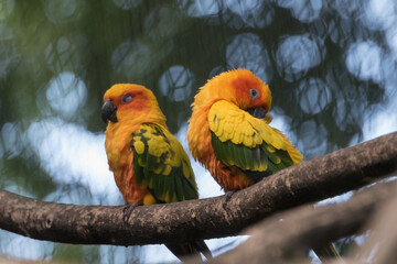Sun conure, Beauval zoo, France