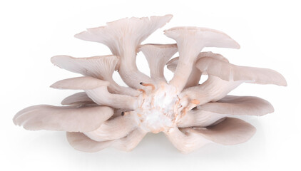 mushroom isolated on white background.