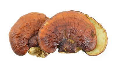 lingzhi mushroom on white background.