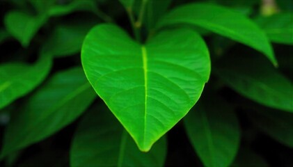 Modern Botanical T Shirt Print Lush Tropical Leaves A vibrant macro photograph of lush tropical leaves, emphasizing their intricate textures, veins, and rich green hues. The focus should be on organic