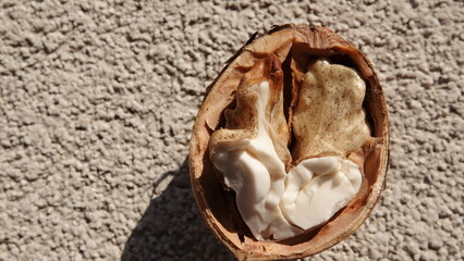 Rozłupany orzech włoski z widocznym nasionem