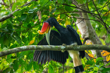 Rhinoceros Hornbill perched on a tree branch close-up