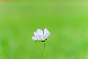 淡いピンク色のコスモスが咲く緑の草原