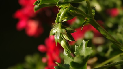 Pąki pelargonii przed rozwinięciem kwiatu
