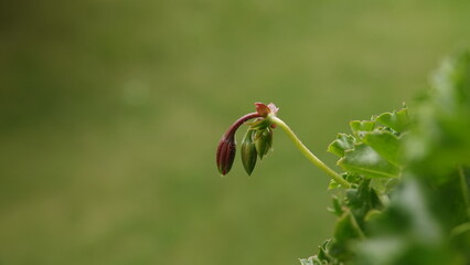 Pąki pelargonii przed rozwinięciem kwiatu © tomo81
