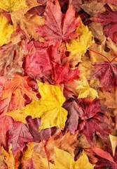 A Vibrant Tapestry of Autumn Leaves in Shades of Red Yellow and Orange with Water Droplets Scattered Across the Surface