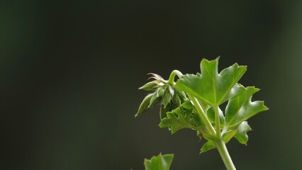 Pąki pelargonii przed rozwinięciem kwiatu