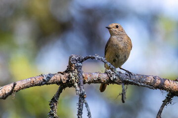 Common redstart