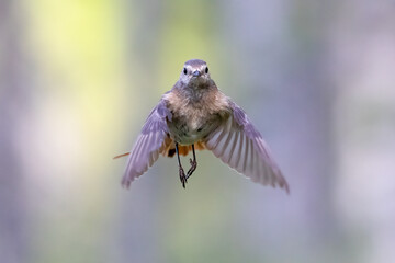Common redstart