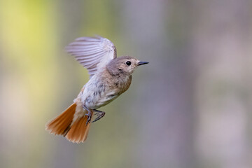 Common redstart