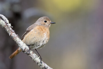 Common redstart