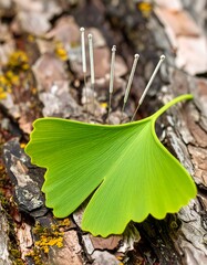 Ginkgo leaf with acupuncture needles