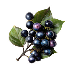 Nightshade berries cluster, white isolated background