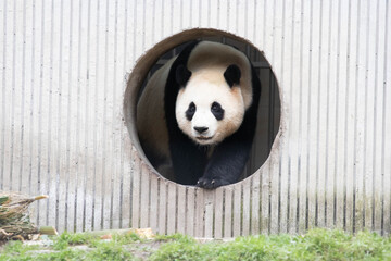 Sweet Panda , Fu Bao, Wolong Panda Base, China