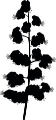 Black silhouette of inflorescence of horse chestnut (Aesculus hippocastanum) isolated on white background