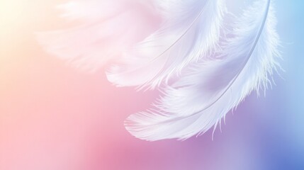 Obraz premium Delicate white feathers on colorful soft background
