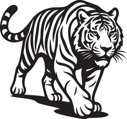 Obraz premium Black and white tiger walking forward with stripes