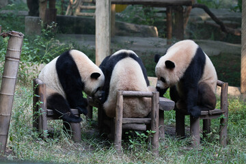 4 pandas are having lunch on picnic table, Chongqing, China