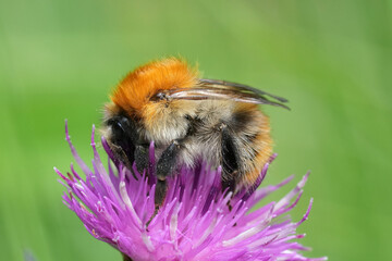 Closeup on a female queen Common carder bee, Bombus pascuorum on a purple knapweed flower