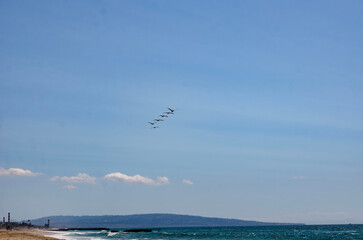 Los Angeles, California, beach Group of brown pelicans flying in V formation against clear blue sky on a sunny day