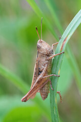 Closeup on a rufous grasshopper , Gomphocerippus rufus on a straw of grass
