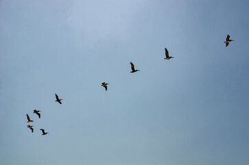 Los Angeles, California, beach Group of brown pelicans flying in V formation against clear blue sky on a sunny day