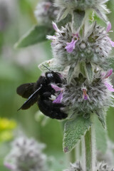 Closeup on a large black violet, violet carpenter bee, Xylocopa violacea on a Downy Woundwort wildflower