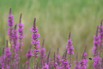 Obraz premium Closeup on a group of rich and vibrant flowering purple loosestrife wildflower, Lythrum salicaria