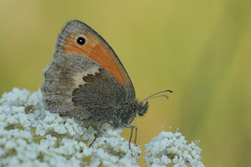 Closeup on the Small Heath butterfly, Coenonympha pamphilus on a white Yarrow flower
