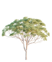 Eucalyptus  tree cutout, front view, transparent background, isolate, Mature eucalyptus tree with...