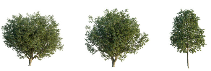Fagus longipetiolata  tree cutout, front view, transparent background, isolate, Lush green...