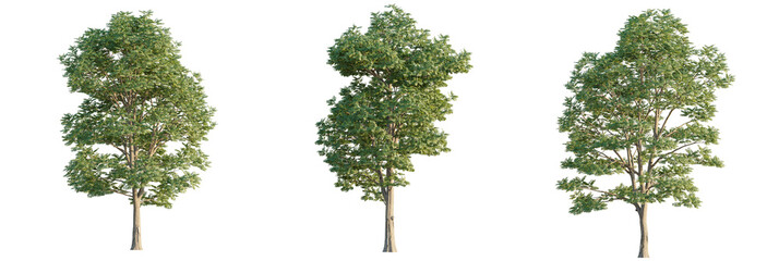 Gymnocladus dioicus  tree cutout, front view, transparent background, isolate, Three lush green...