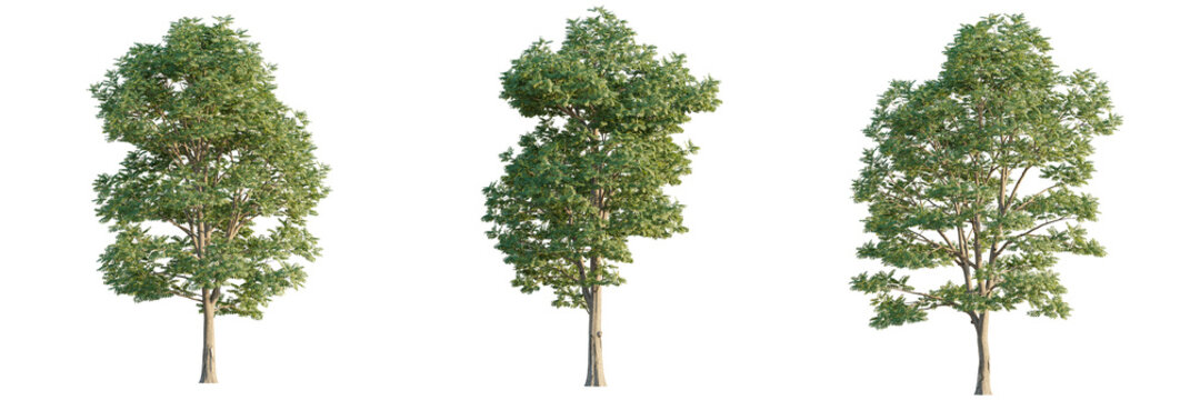 Gymnocladus dioicus  tree cutout, front view, transparent background, isolate, Three lush green deciduous trees with detailed bark and foliage