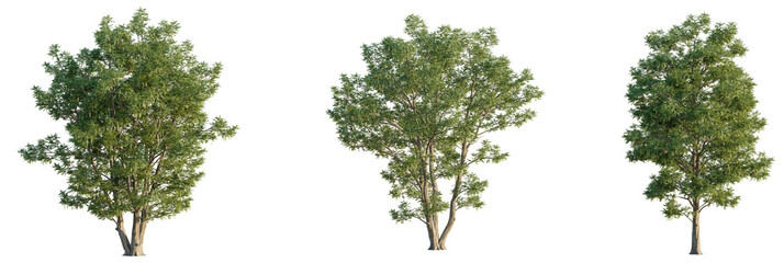 Pterocarya fraxinifolia  tree cutout, front view, transparent background, isolate, Lush green trees with detailed bark perfect for nature scenes