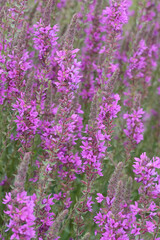 Obraz premium Closeup on a group of rich and vibrant flowering purple loosestrife wildflower, Lythrum salicaria