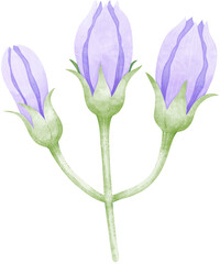Watercolor Eggplant Flower Bud