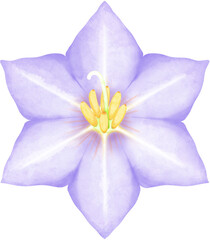 Watercolor a Blooming Eggplant Flower