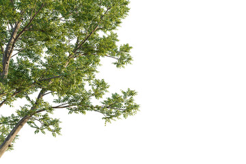 Pterocarya fraxinifolia tree corner view, cutout, transparent background, isolate, Lush green tree branches with detailed leaves and textured bark