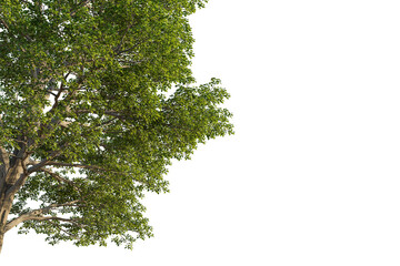 Populus maximowiczii tree corner view, cutout, transparent background, isolate, Lush green tree canopy with detailed branches and leaves