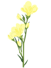yellow flower isolated on white background