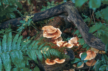 Interesting mushroom finds. Cerioporus squamosus- edible mushrooms. Small details in forest on tree.