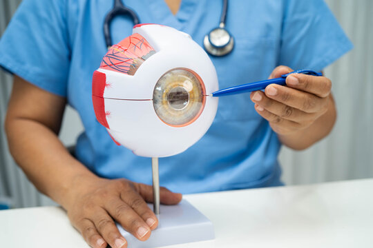 Asian doctor with eye human anatomy model for study diagnosis and treatment in hospital.